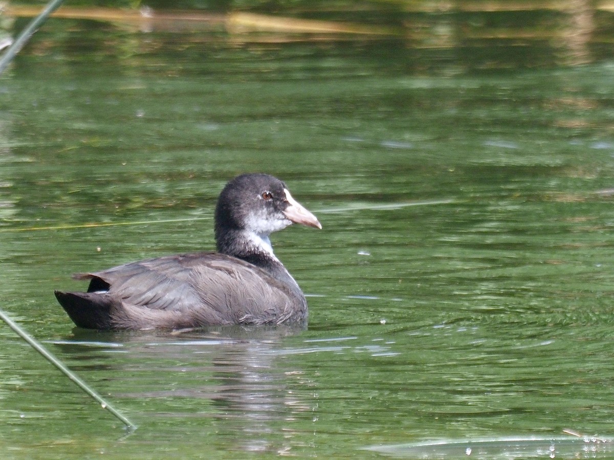 Eurasian Coot - ML359427971