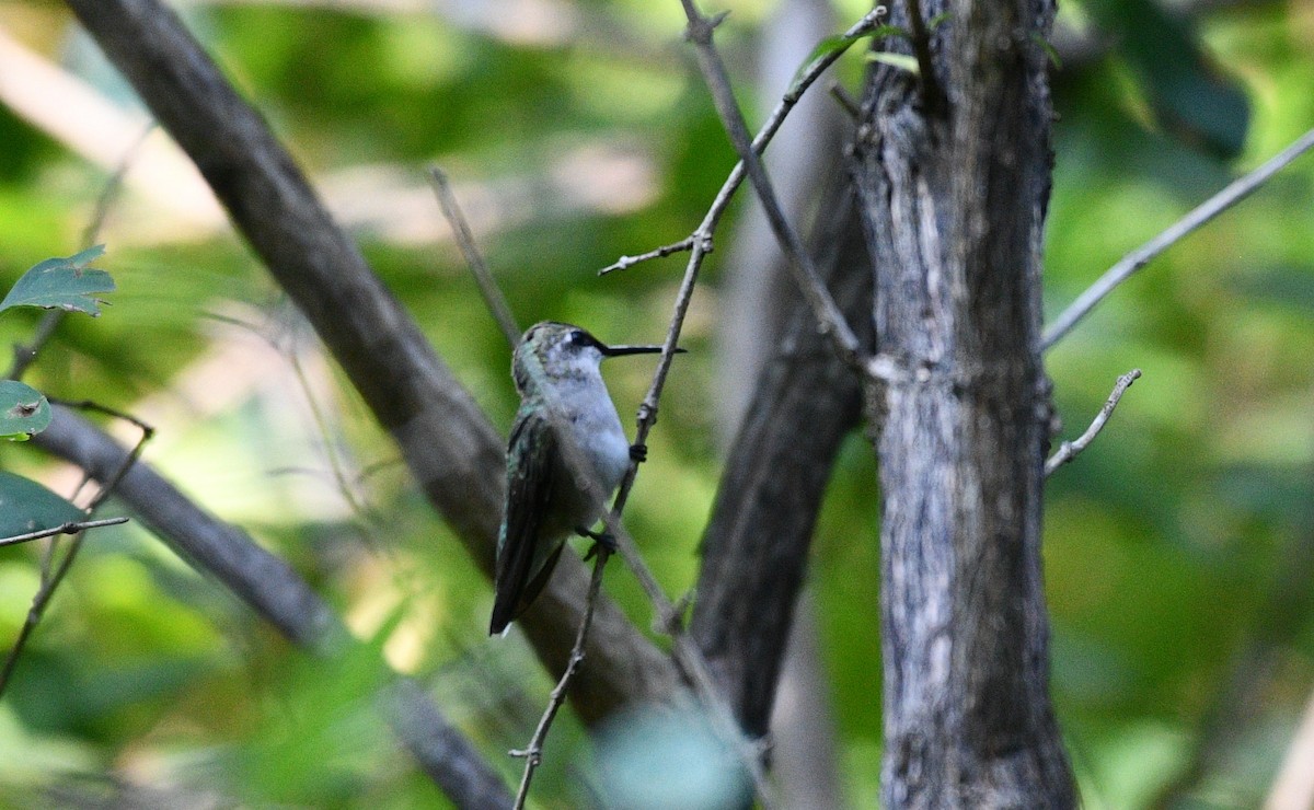 Ruby-throated Hummingbird - ML359428021
