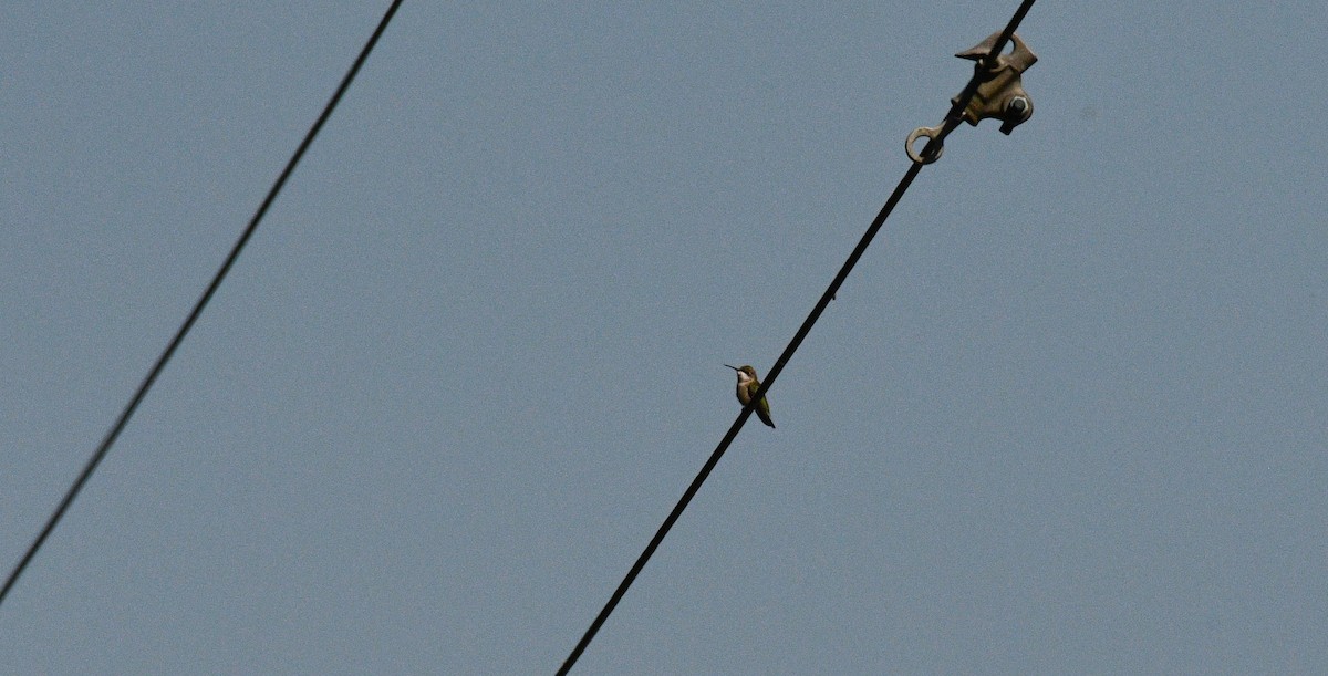 Ruby-throated Hummingbird - ML359428091