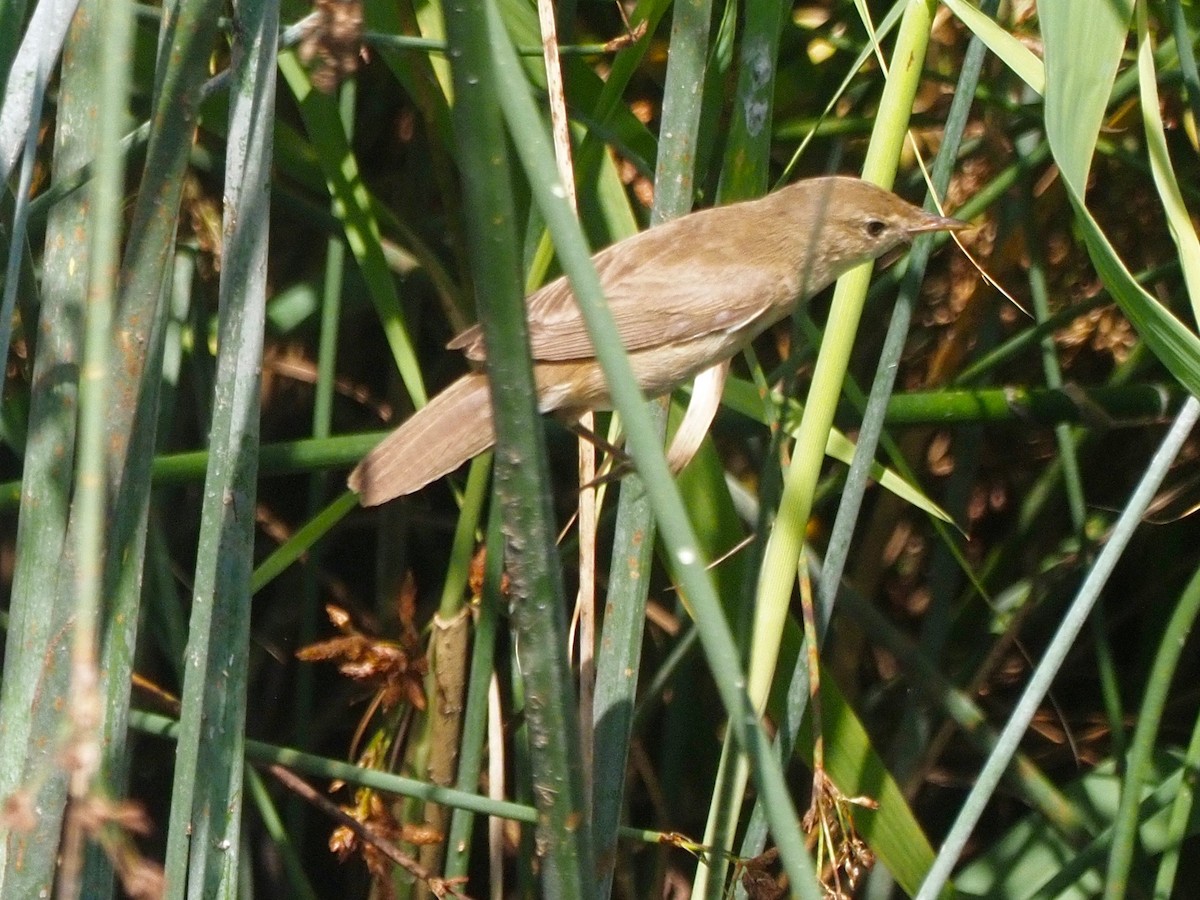 Common Reed Warbler - ML359428511