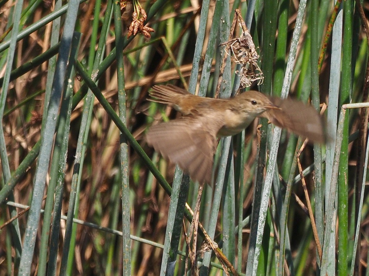 Common Reed Warbler - ML359428521