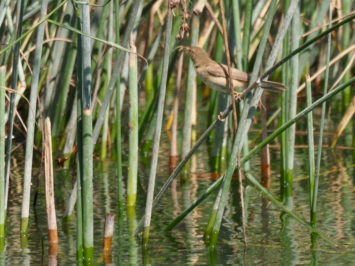 Common Reed Warbler - ML359428531