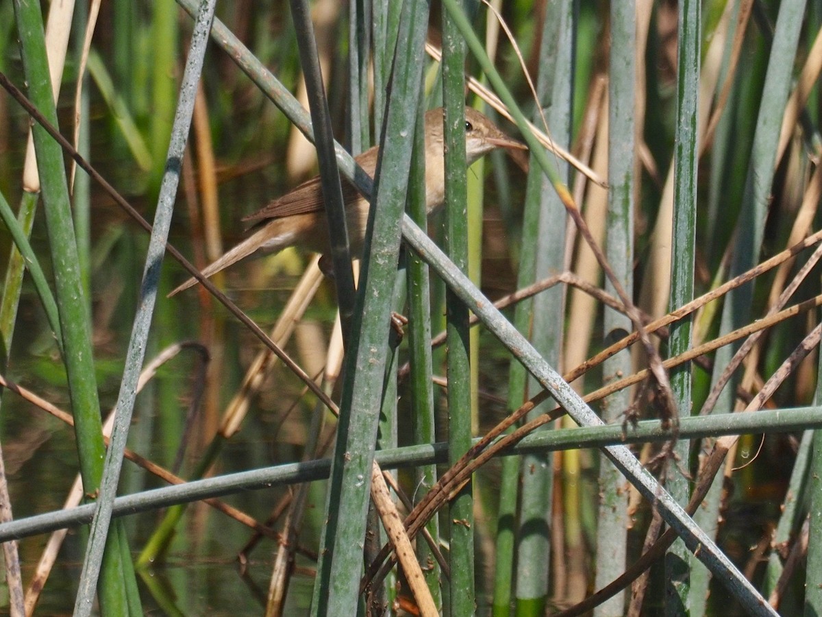 Common Reed Warbler - ML359428891