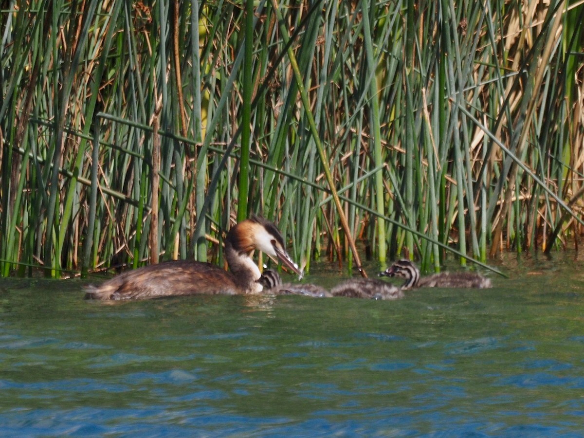 Great Crested Grebe - ML359428961