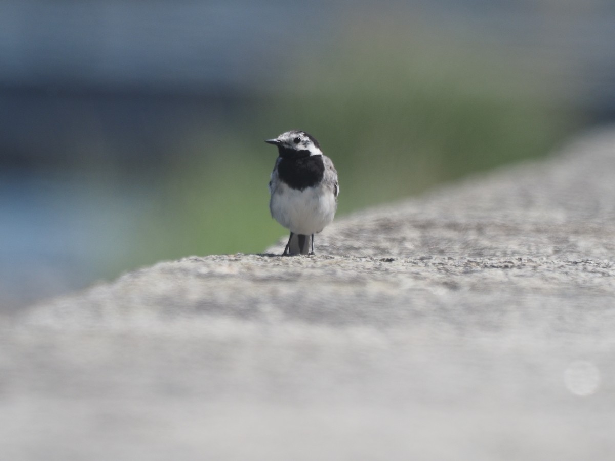 White Wagtail - ML359429011