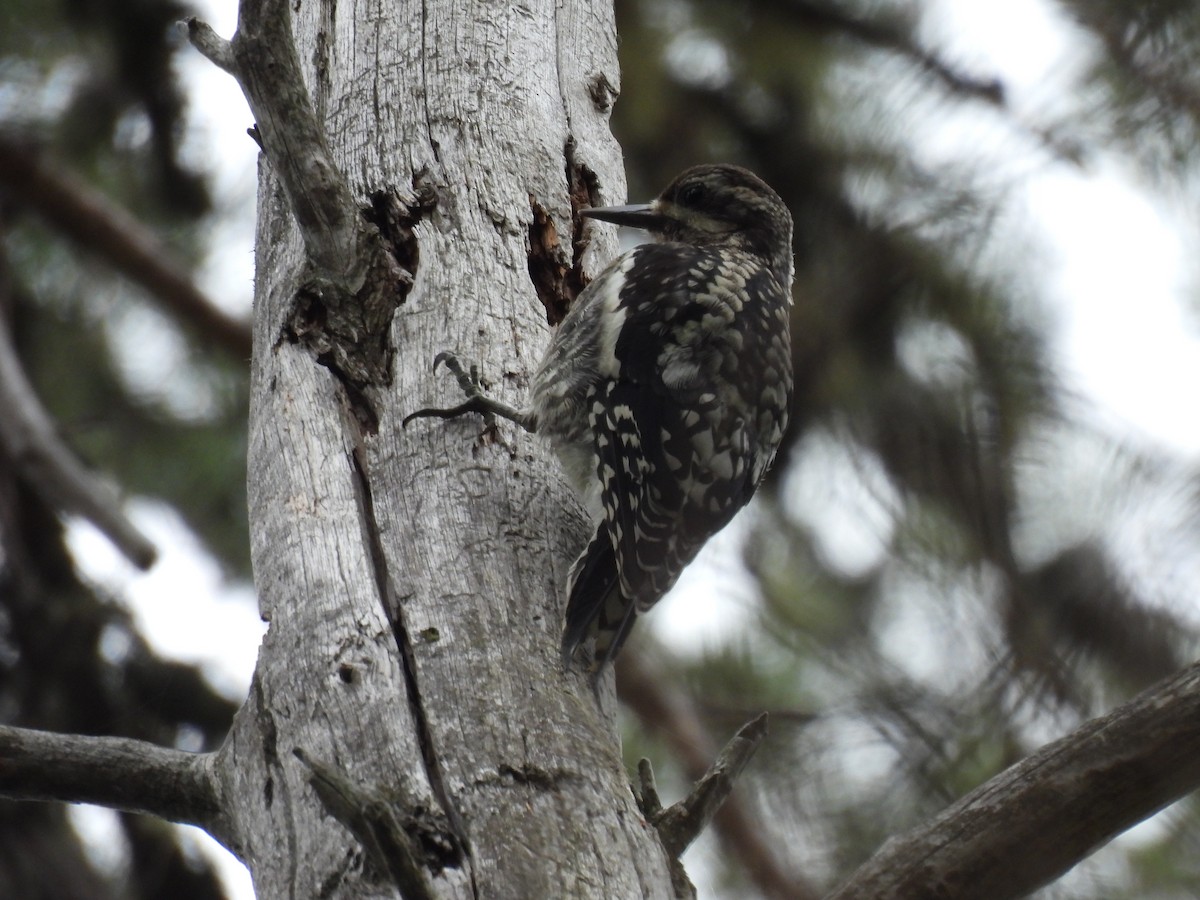 Yellow-bellied Sapsucker - ML359429871