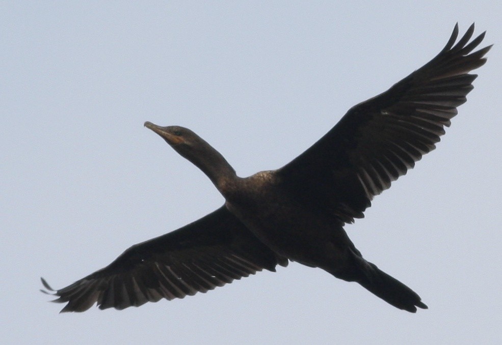 Neotropic Cormorant - ML359430241