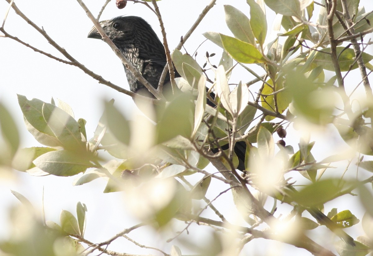 Groove-billed Ani - ML359430841