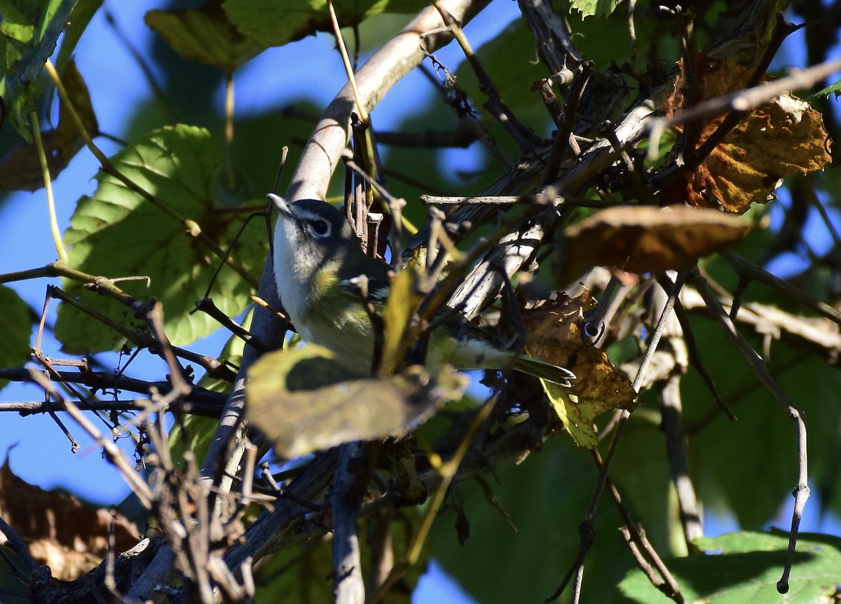 Blue-headed Vireo - Todd Hooe