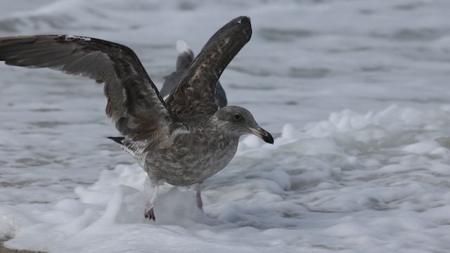 Western Gull - ML359432281