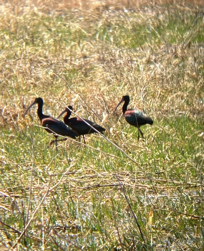 White-faced Ibis - ML359436051