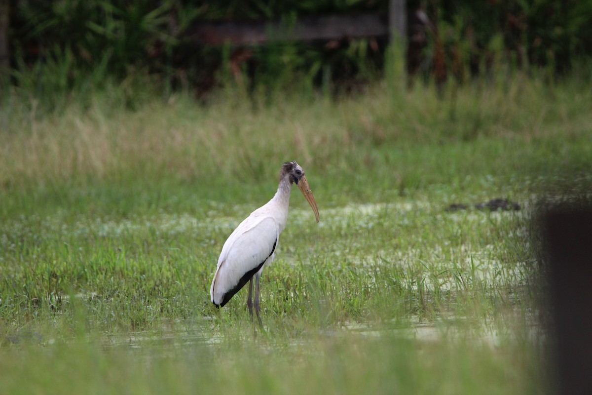 Wood Stork - ML359436381