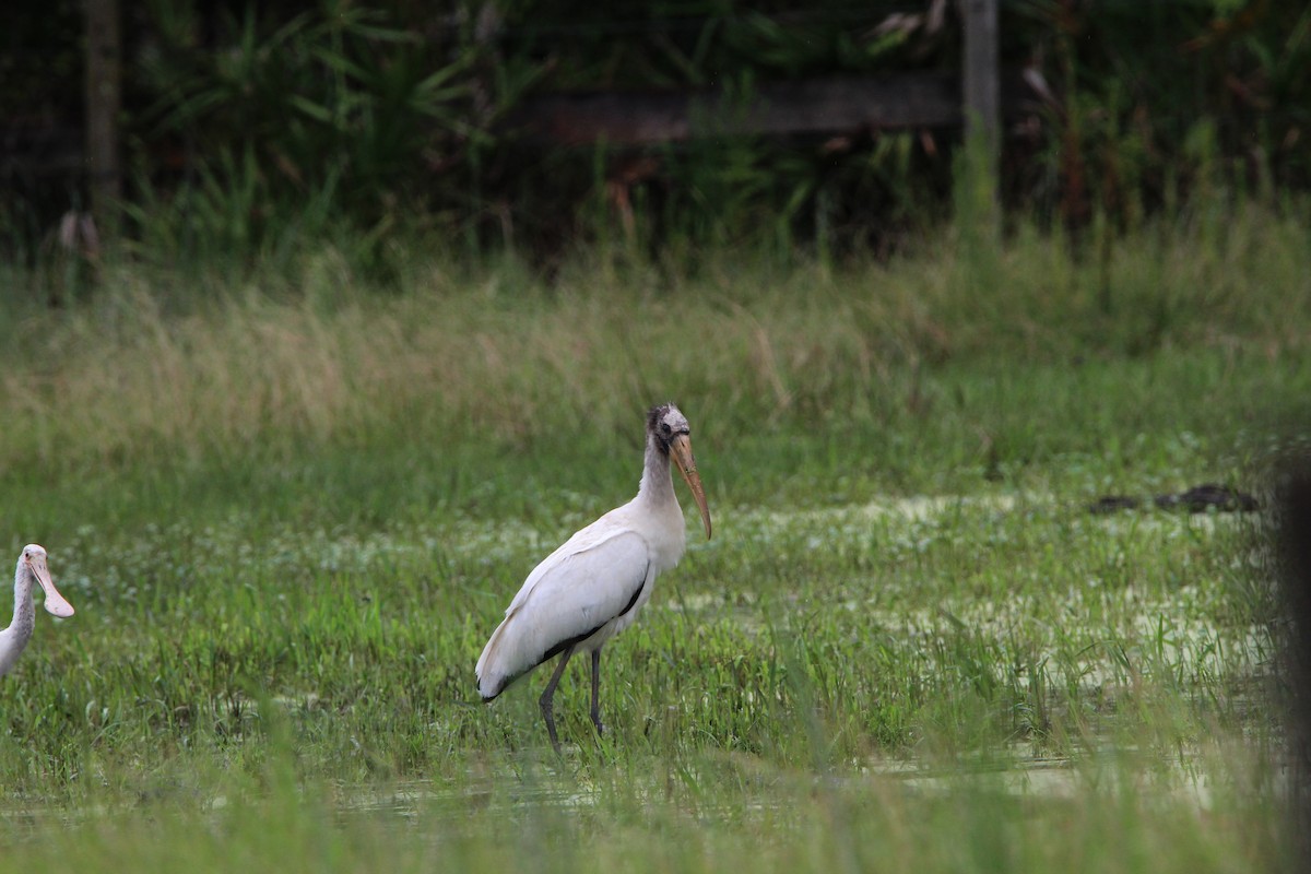 Wood Stork - ML359436431