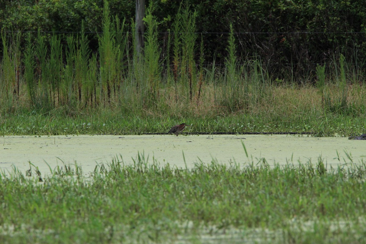 Green Heron - ML359436491