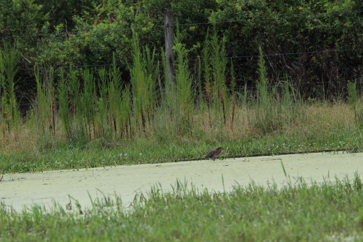 Green Heron - ML359436501