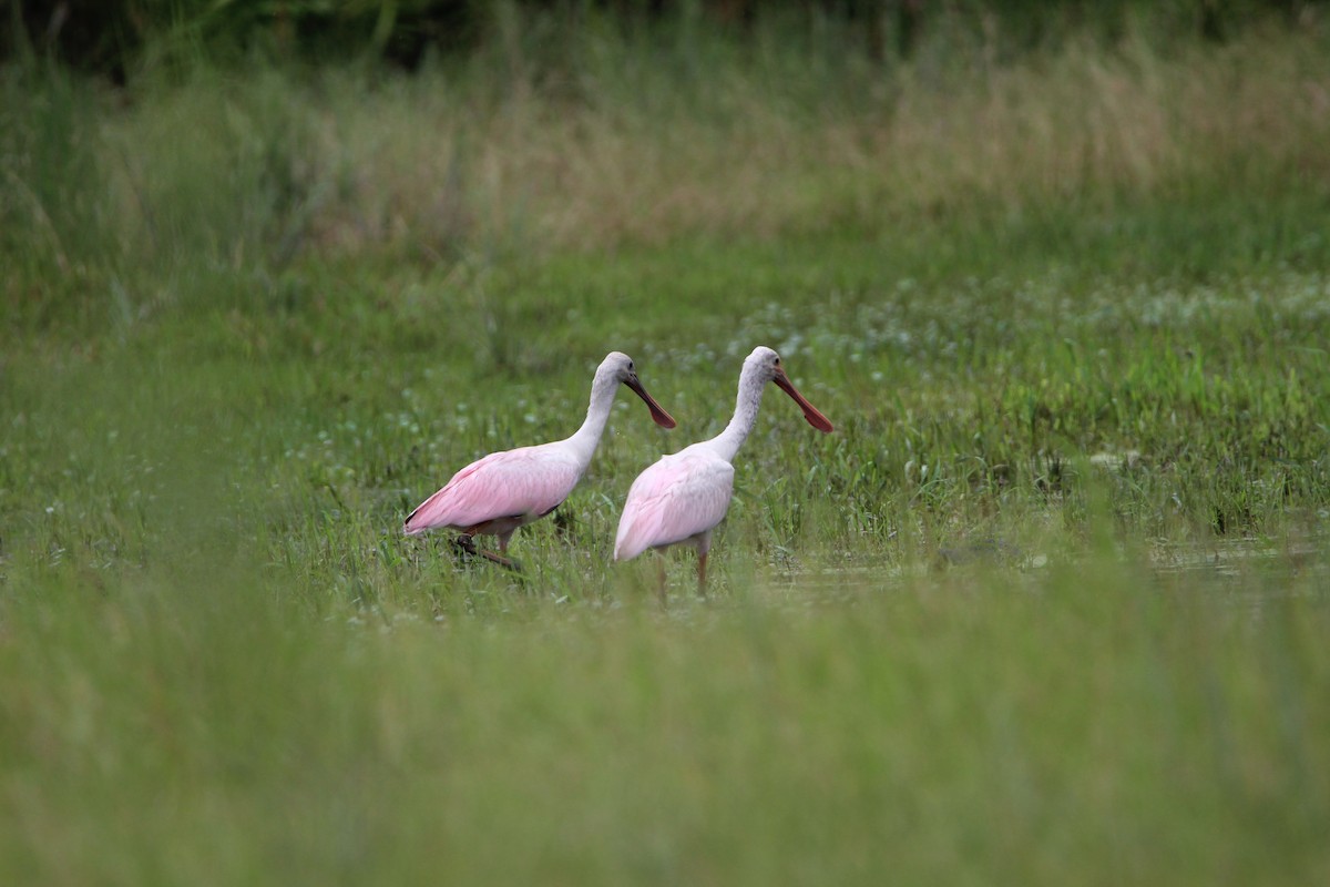 Roseate Spoonbill - ML359436601