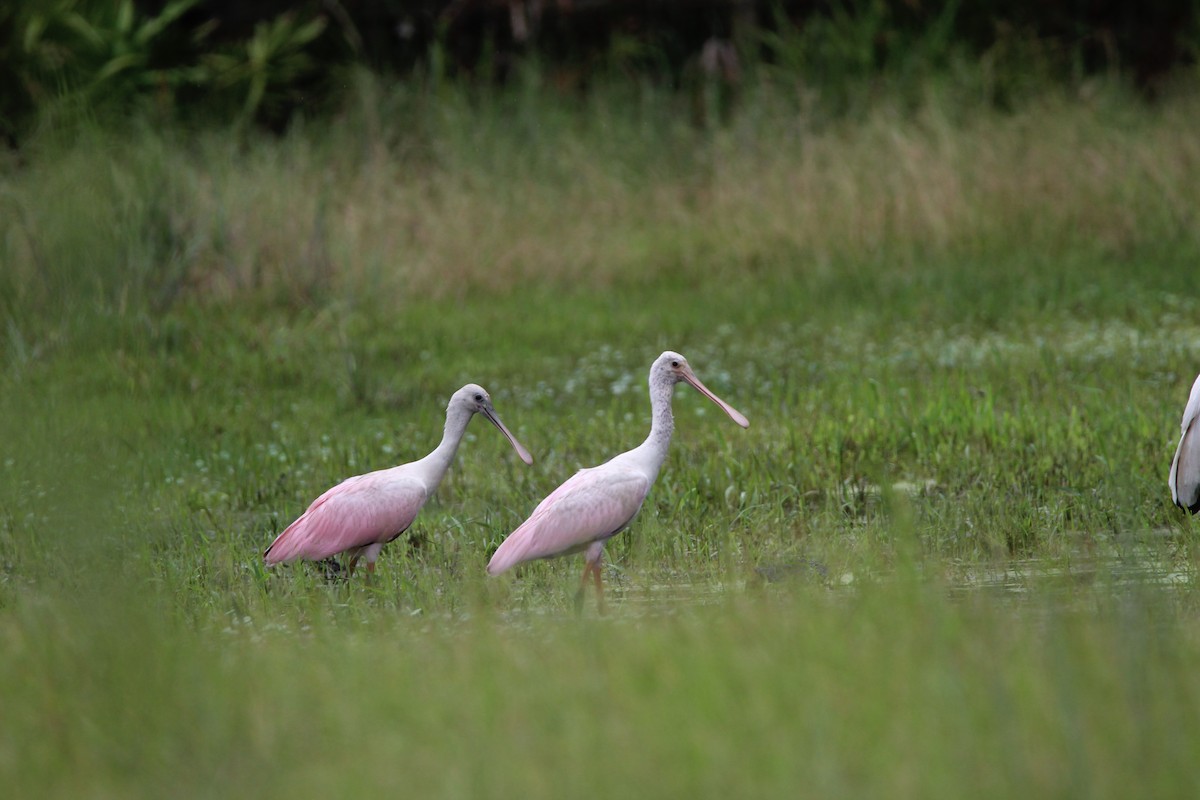 Roseate Spoonbill - ML359436661