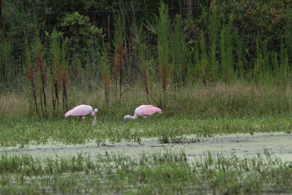 Roseate Spoonbill - Jessica D