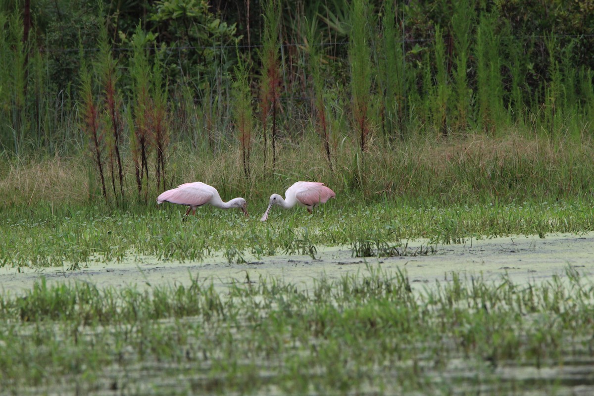 Roseate Spoonbill - ML359436781