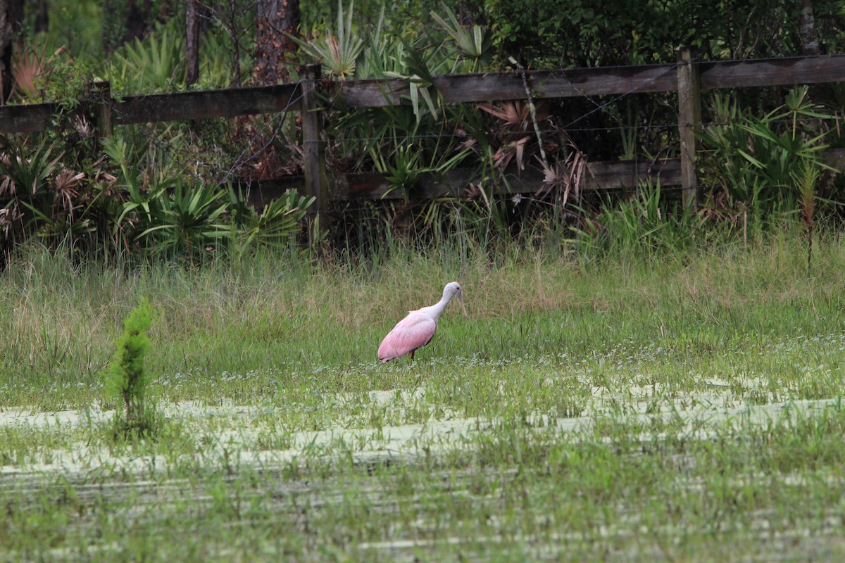 Roseate Spoonbill - ML359436801