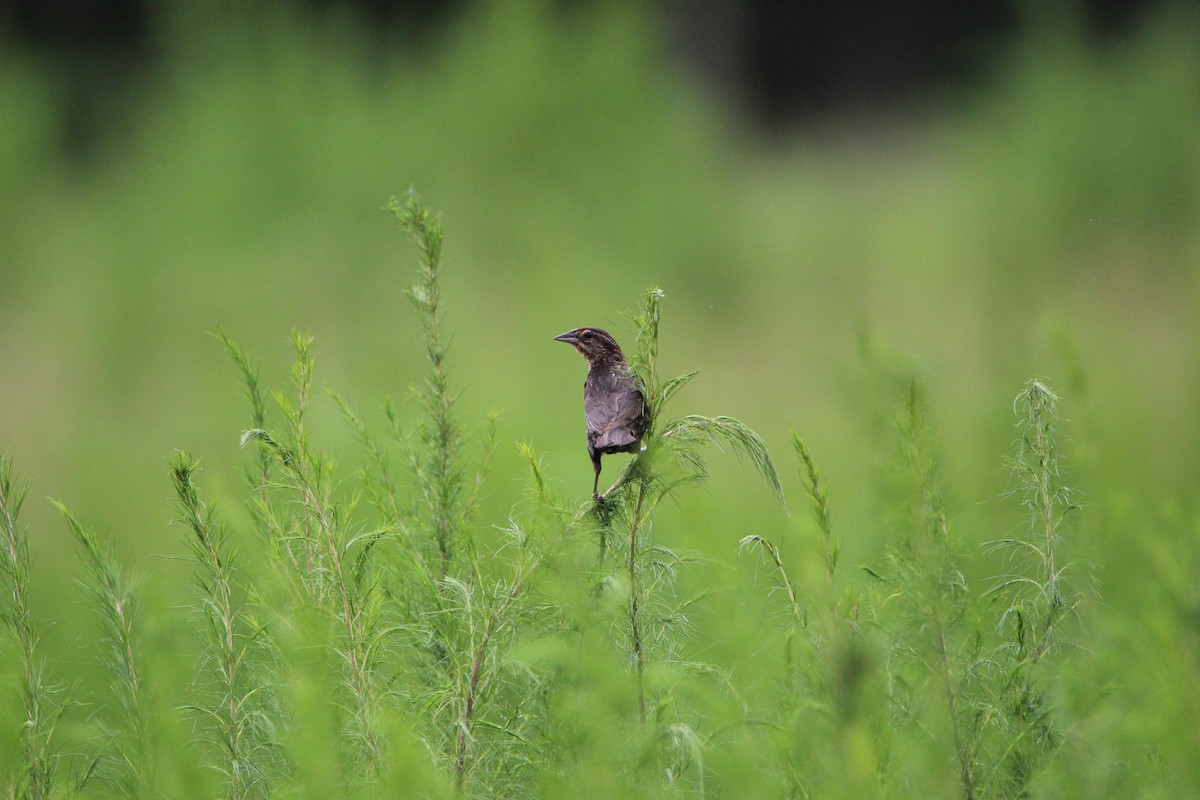 Red-winged Blackbird - Jessica D