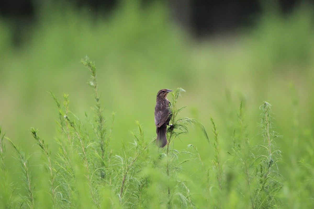 Red-winged Blackbird - ML359436881