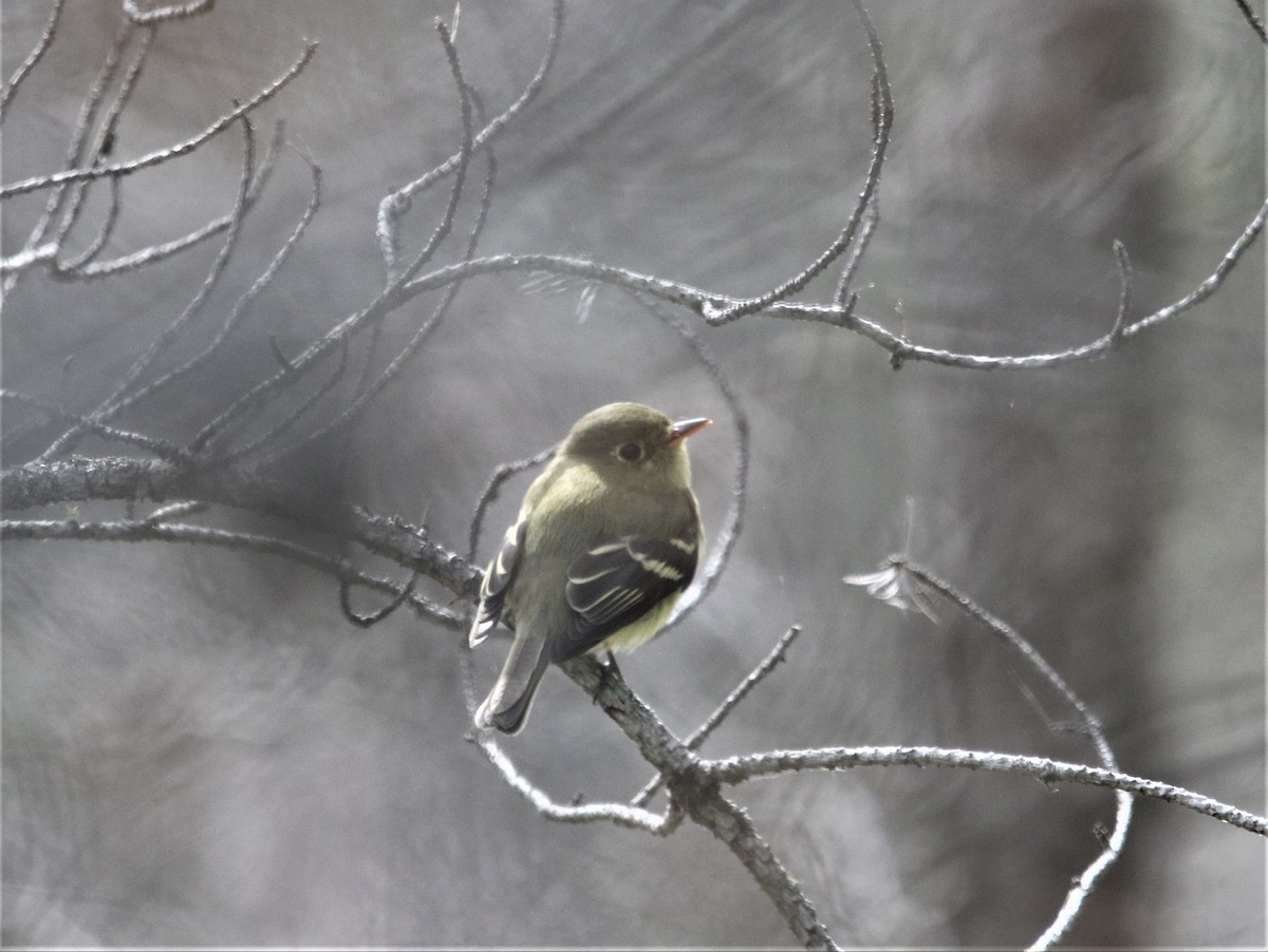 Yellow-bellied Flycatcher - Ann Vaughan