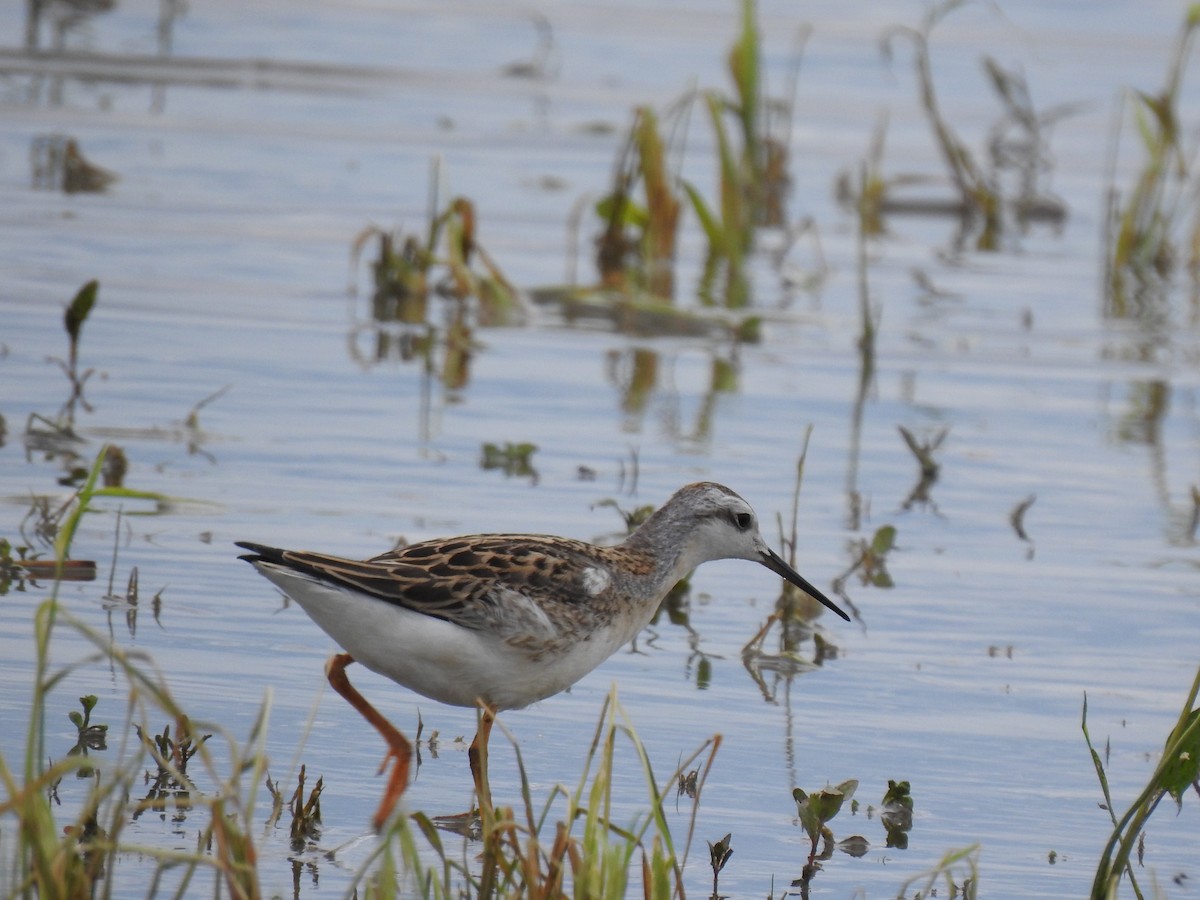 Phalarope de Wilson - ML359439121