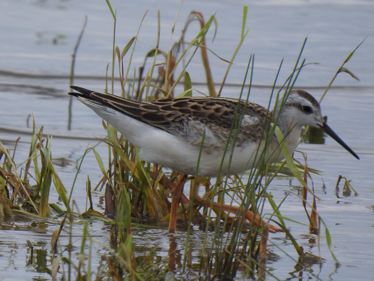 Falaropo Tricolor - ML359439151