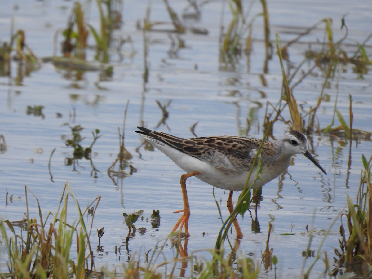 Wilson's Phalarope - ML359439161