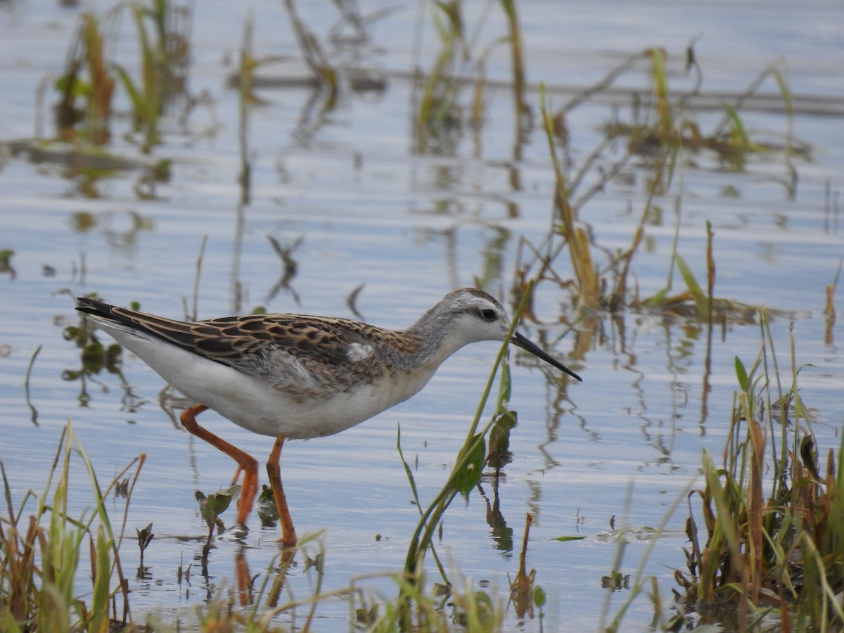 Wilson's Phalarope - ML359439181