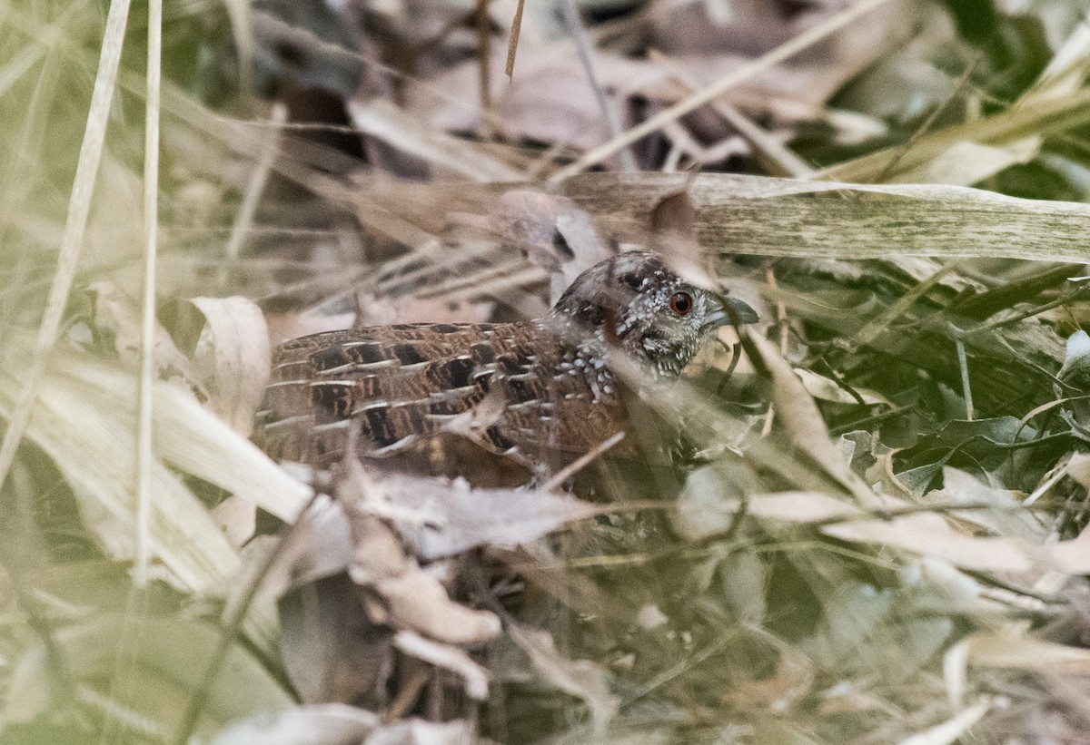 Painted Buttonquail - ML359439291