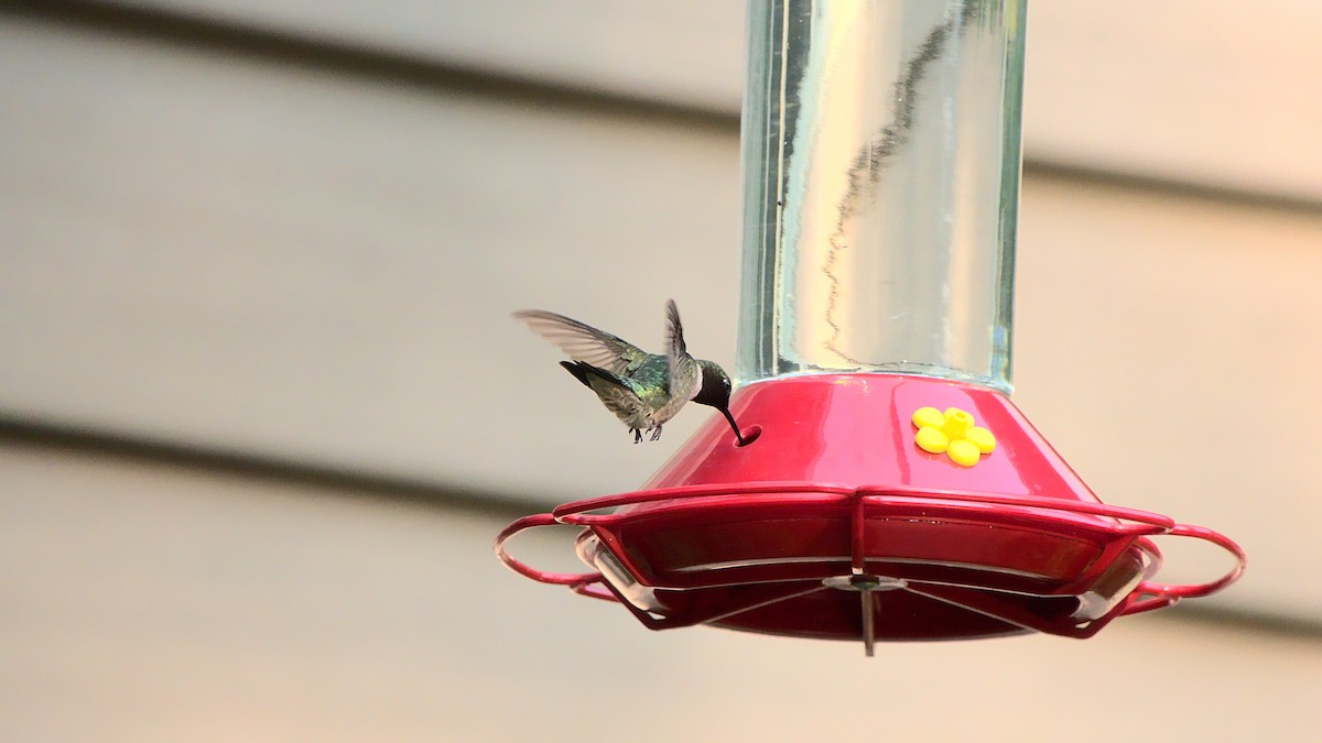 Ruby-throated Hummingbird - ML359440111