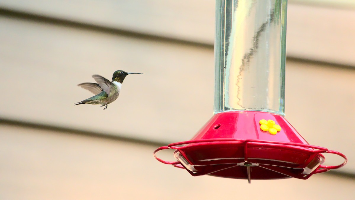 Ruby-throated Hummingbird - ML359440121