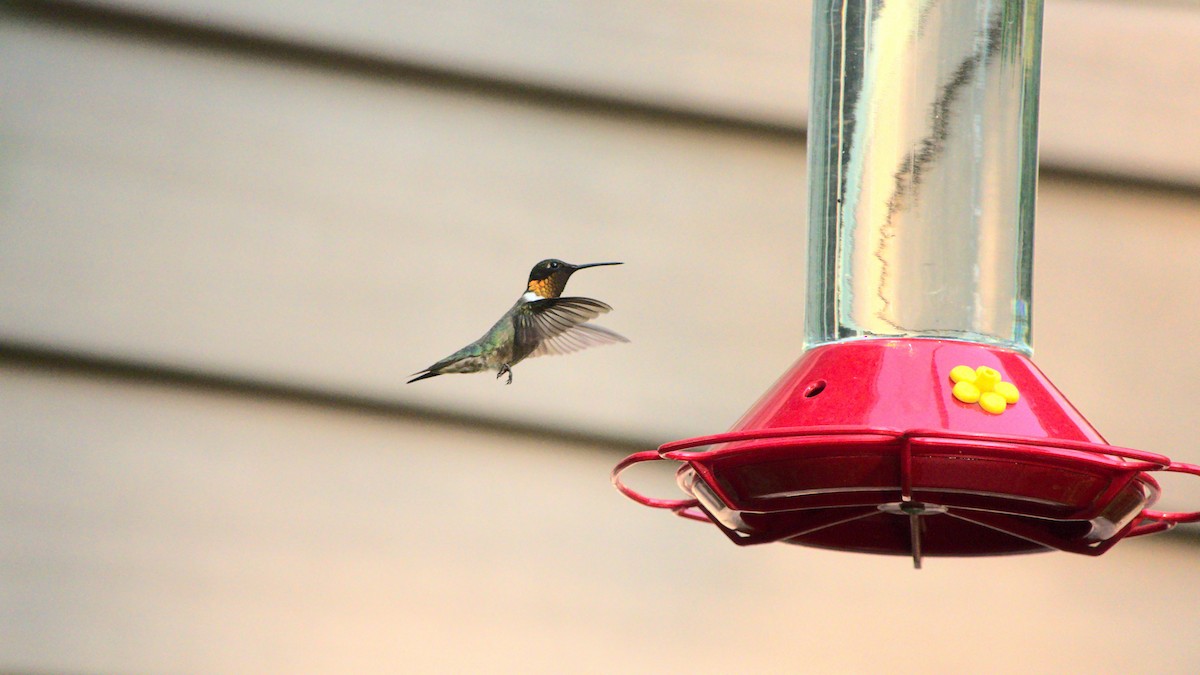 Ruby-throated Hummingbird - ML359440131