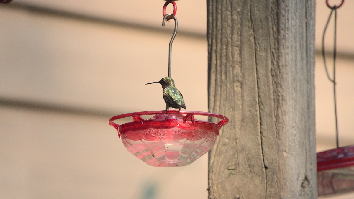 Ruby-throated Hummingbird - ML359440141