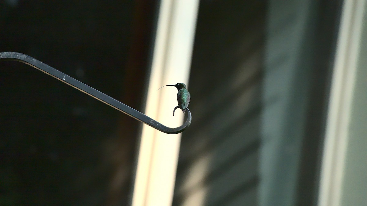 Ruby-throated Hummingbird - ML359440161