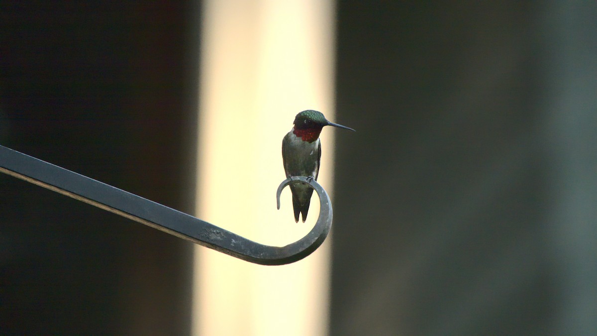Ruby-throated Hummingbird - ML359440171