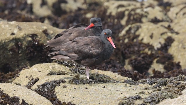 Black Oystercatcher - ML359440561