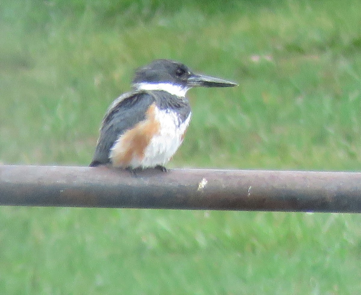 Belted Kingfisher - ML359442121