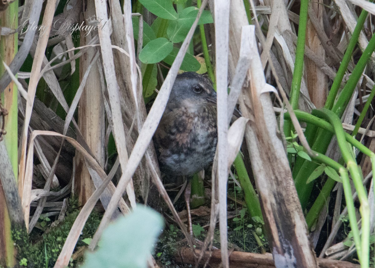 Virginia Rail - ML359442691