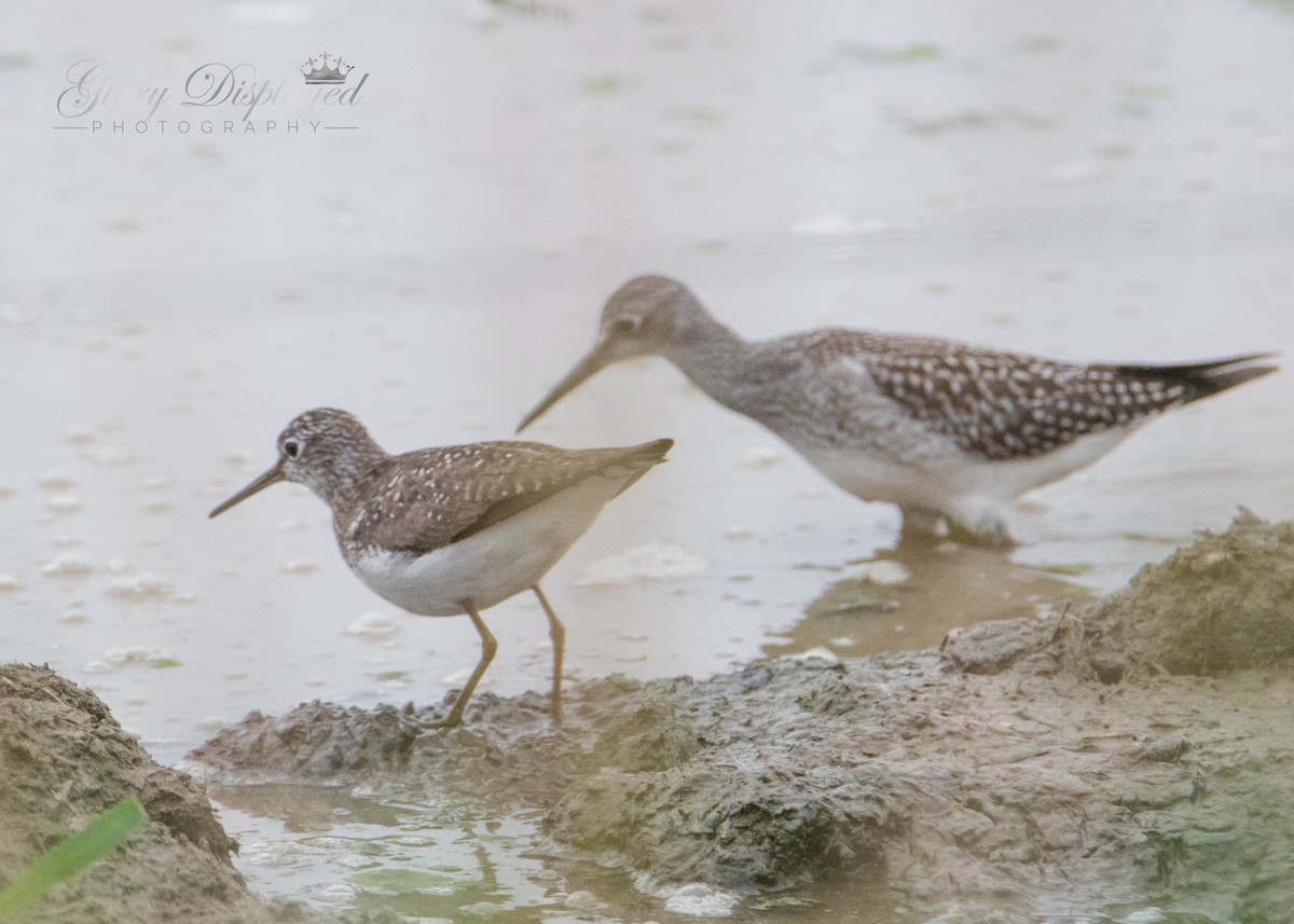 Lesser Yellowlegs - Rachel Justice