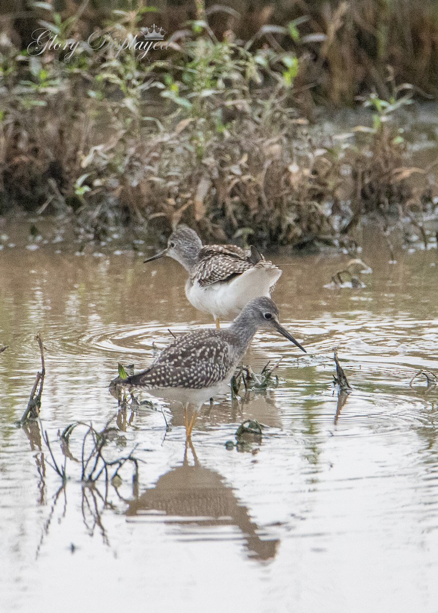 gulbeinsnipe - ML359443101