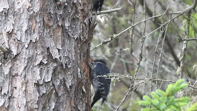 Black-backed Woodpecker - ML359444011