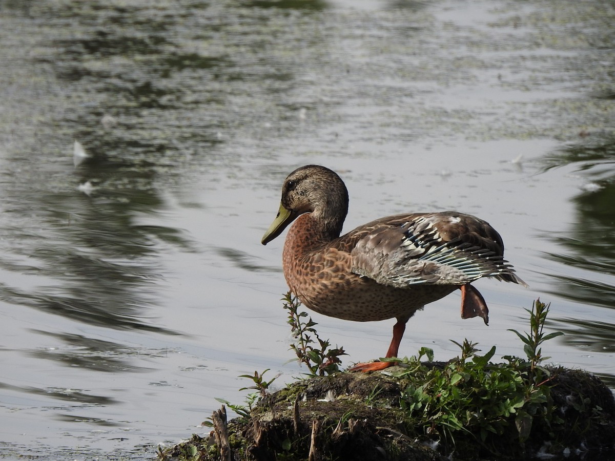 Mallard - Jin Park