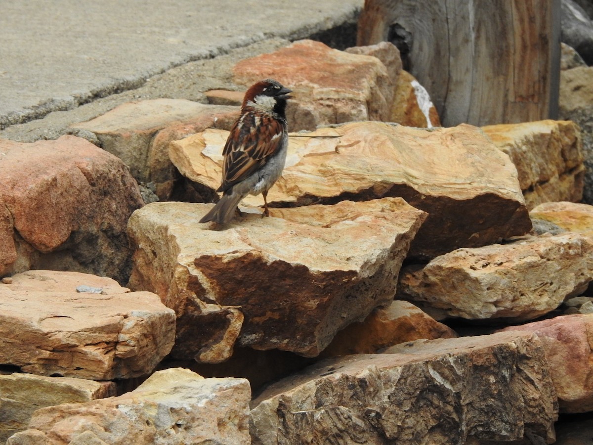 House Sparrow - ML359445591