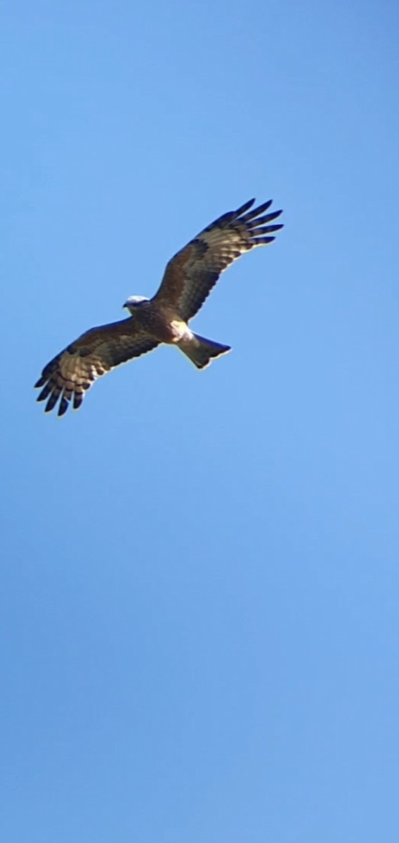 Square-tailed Kite - ML359446471