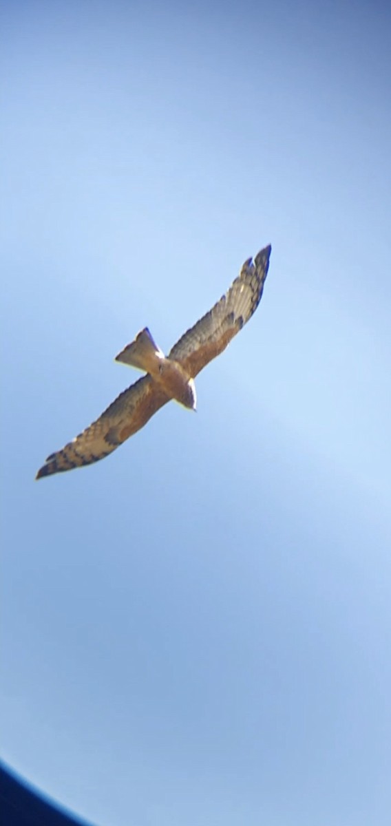 Square-tailed Kite - ML359446491