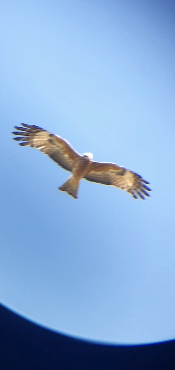 Square-tailed Kite - ML359446611