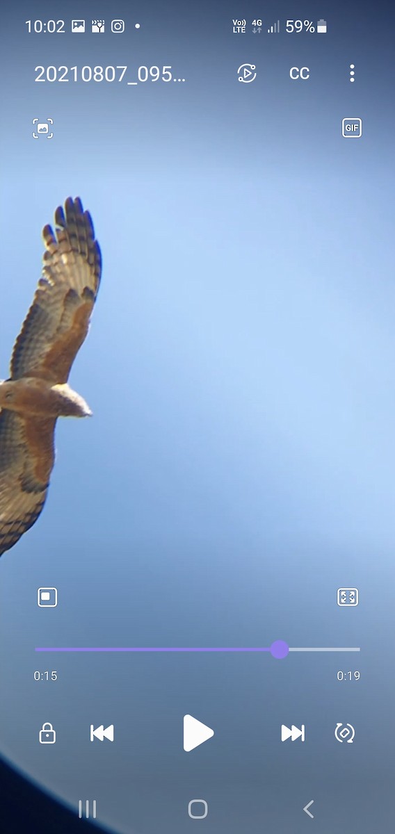 Square-tailed Kite - ML359446621